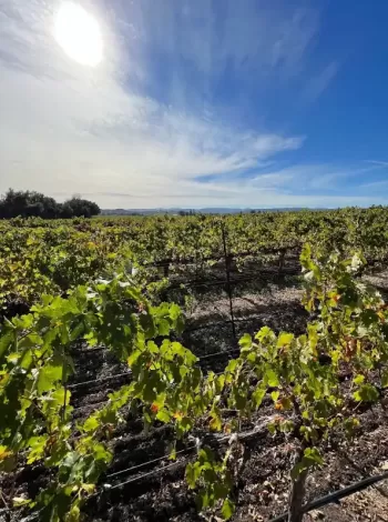 Vineyard in california