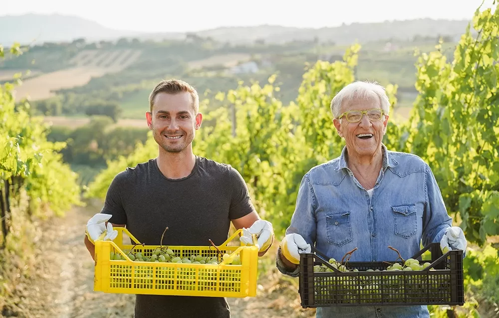 Man and senior man holding basket of grapes in vineyard
